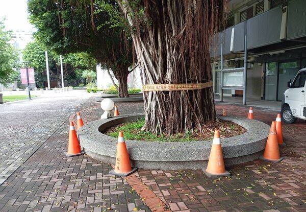 逢甲碩士生遭榕樹壓死 副校長:全校有131棵喬木「5棵列管」 310 逢甲碩士生遭榕樹壓死 副校長:全校有131棵喬木「5棵列管」 309