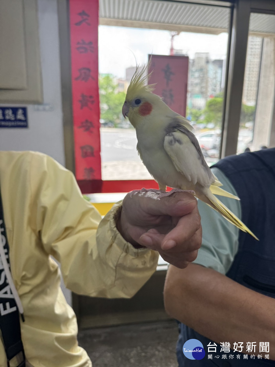 竹市走失鸚鵡，經警方與市民協助，順利返家。