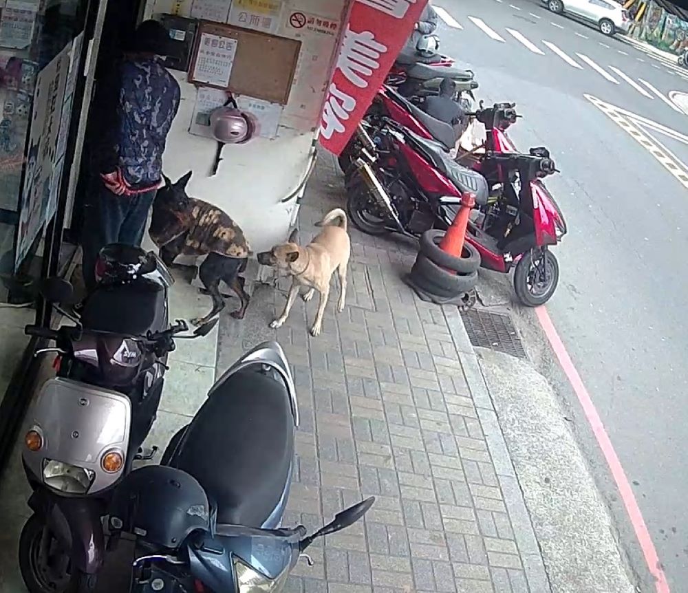 犬隻未繫繩擾民    飼主遭罰15,000元