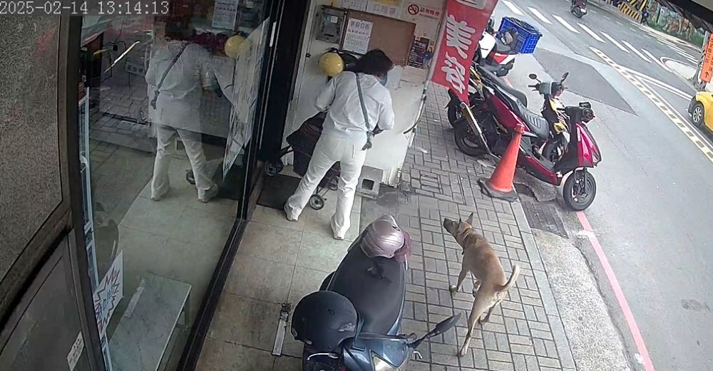 《圖說》跟隨其他犬隻，造成飼主困擾並護犬。〈動保處提供〉