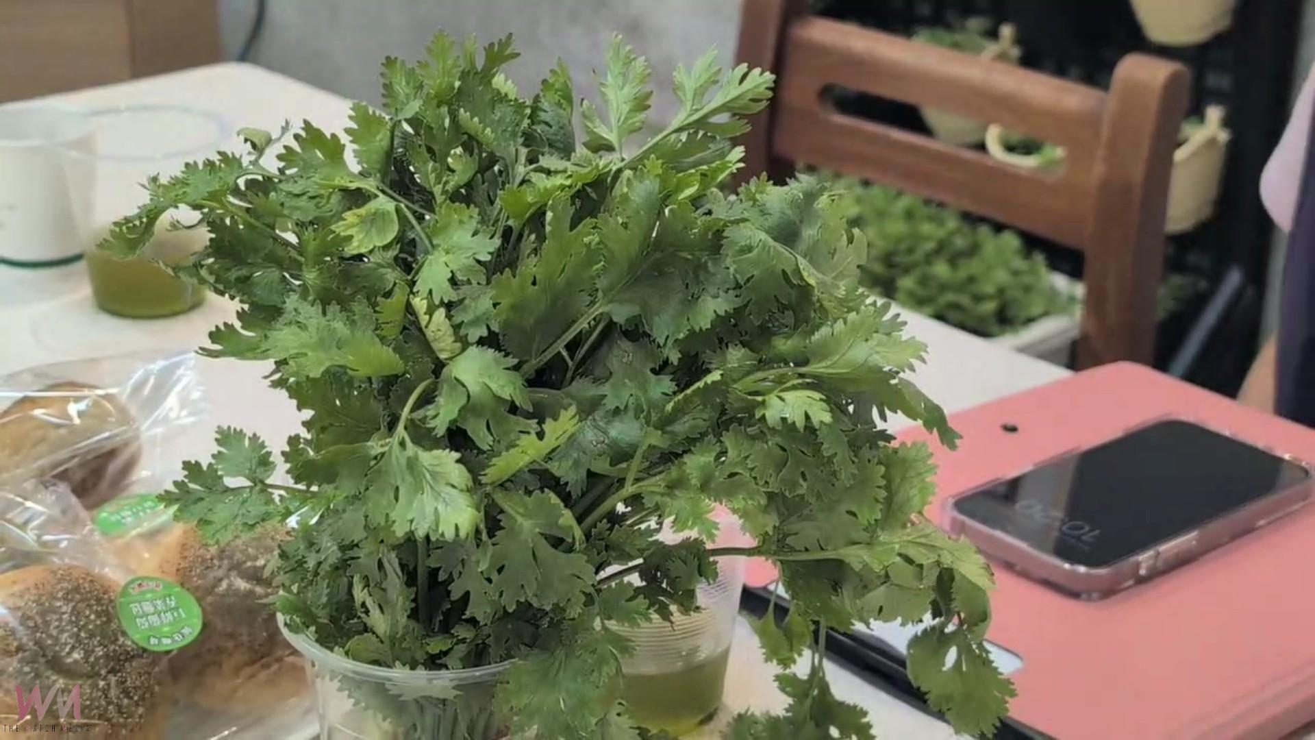 (有影片)/芫荽進校園!臺中農改場攜手三校打造食農教育新典範 - https://www.watchmedia01.com