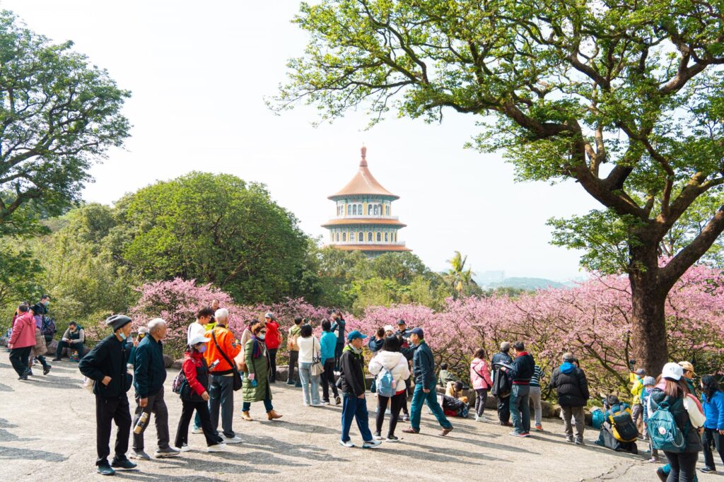 新北景觀處獲獎連連 　櫻花季與嘉穗公園規劃同獲美國繆思獎肯定