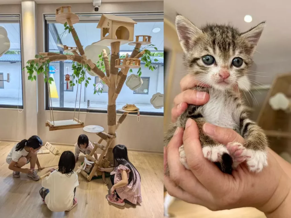桃園南昌動保教育園區提供流浪動物認養服務,同時具備完善的醫療照護功能,讓新手貓奴也可以安心領養。(桃園市動保處/提供)