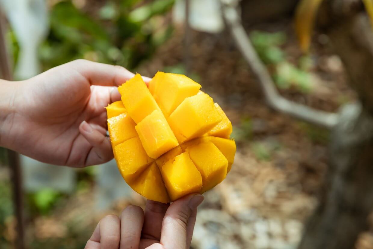 屏東枋寮愛文芒果(圖/奧丁丁市集)