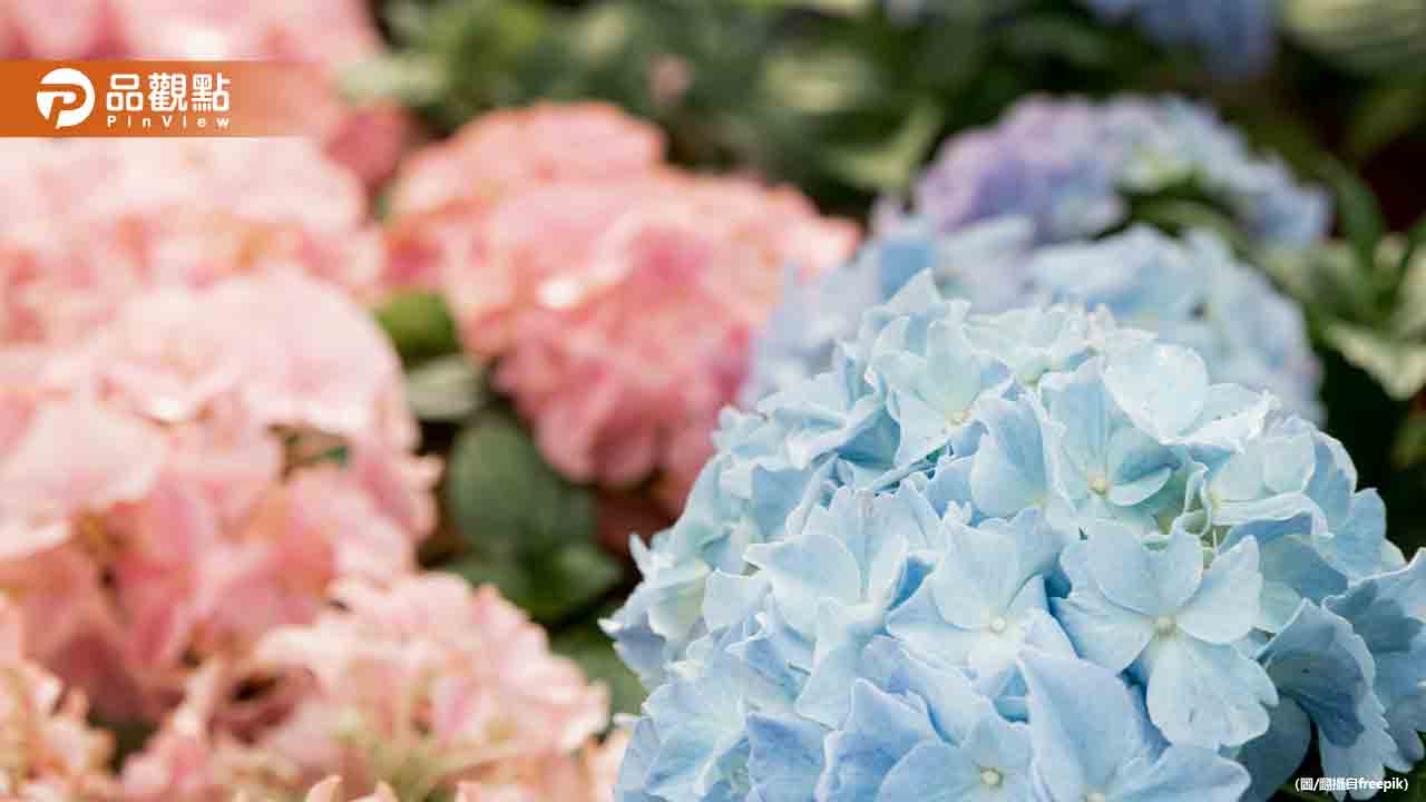 繡球花顏色變藍色、紫色「祕密藏在土裡」農業部這樣說