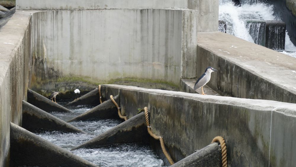 《圖說》長達132公尺的碧潭堰魚道自2023年8月啟用至今，也即將邁入第三個年頭。〈水利局提供〉