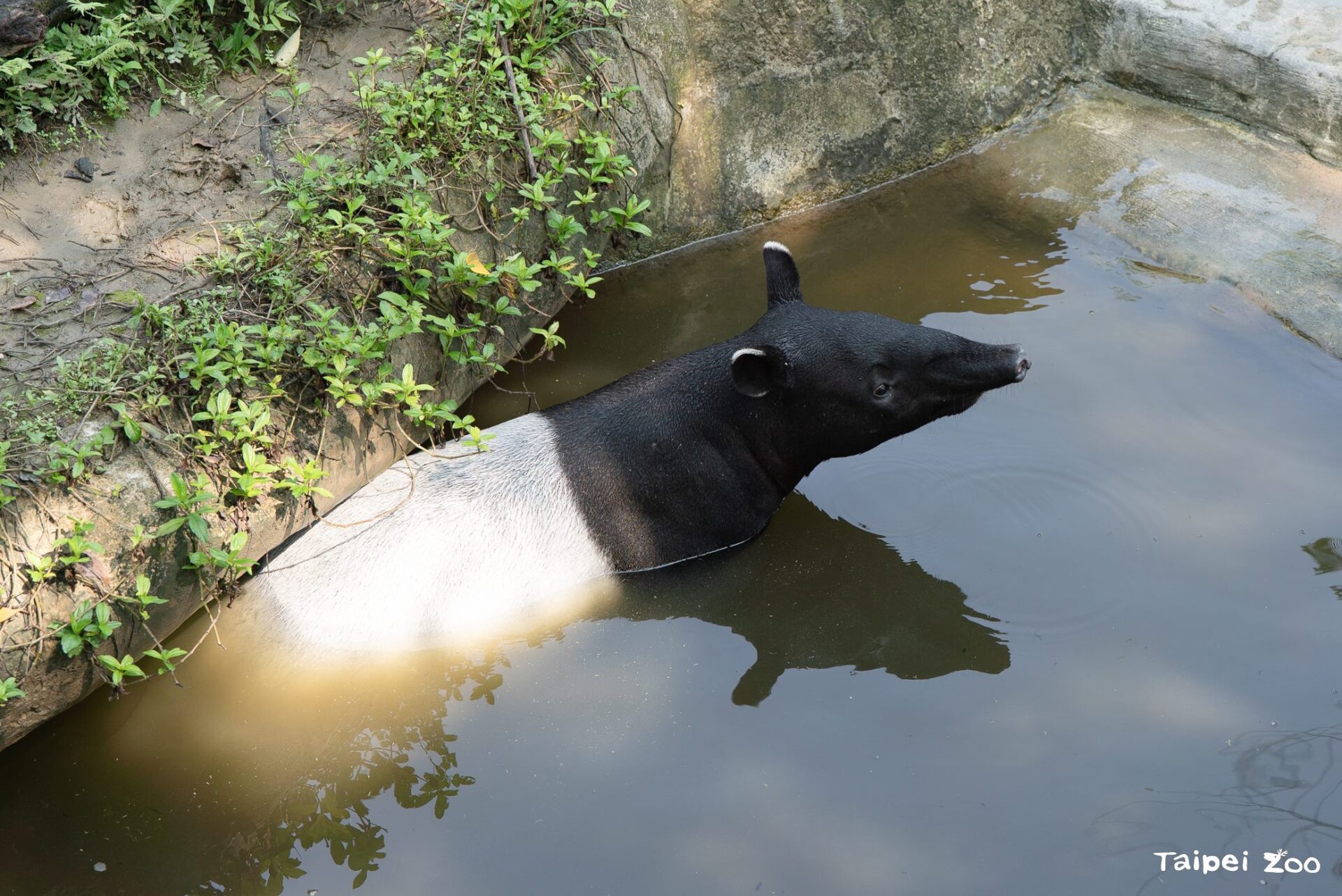 動物園小確幸!休園期間動物戲水泡澡好愜意