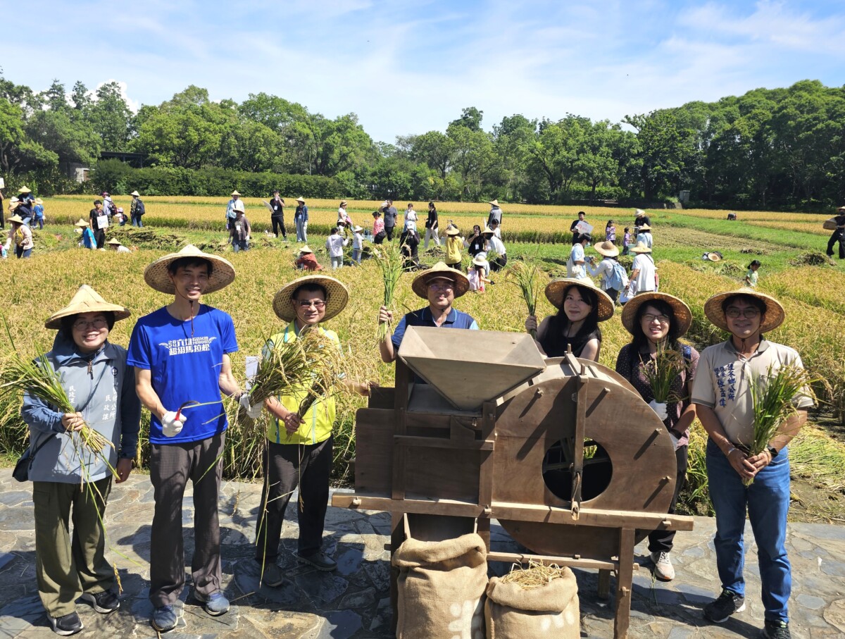 六堆糯米飄香迎豐收 農村金浪翻騰再現好年景