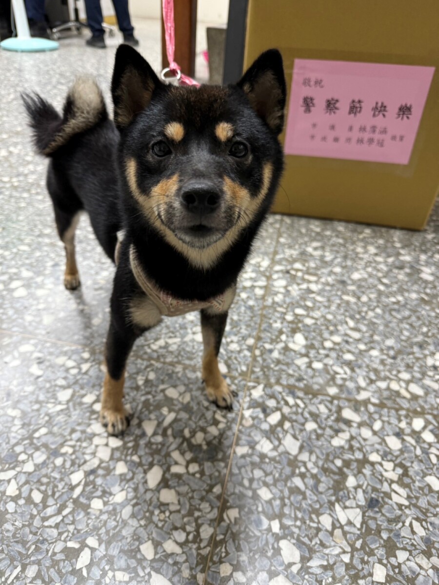 ▲體驗3小時警犬生活，迷途黑柴重回主人懷抱。