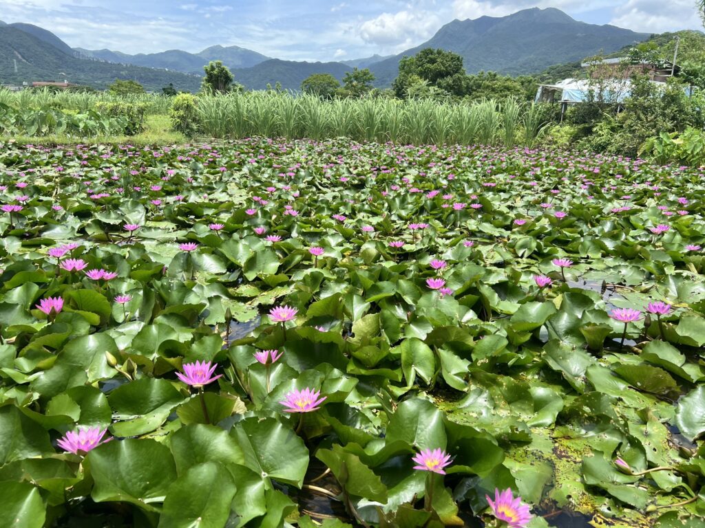 蓮花盛開 金山六三農再社區蓮花遊程開放報名