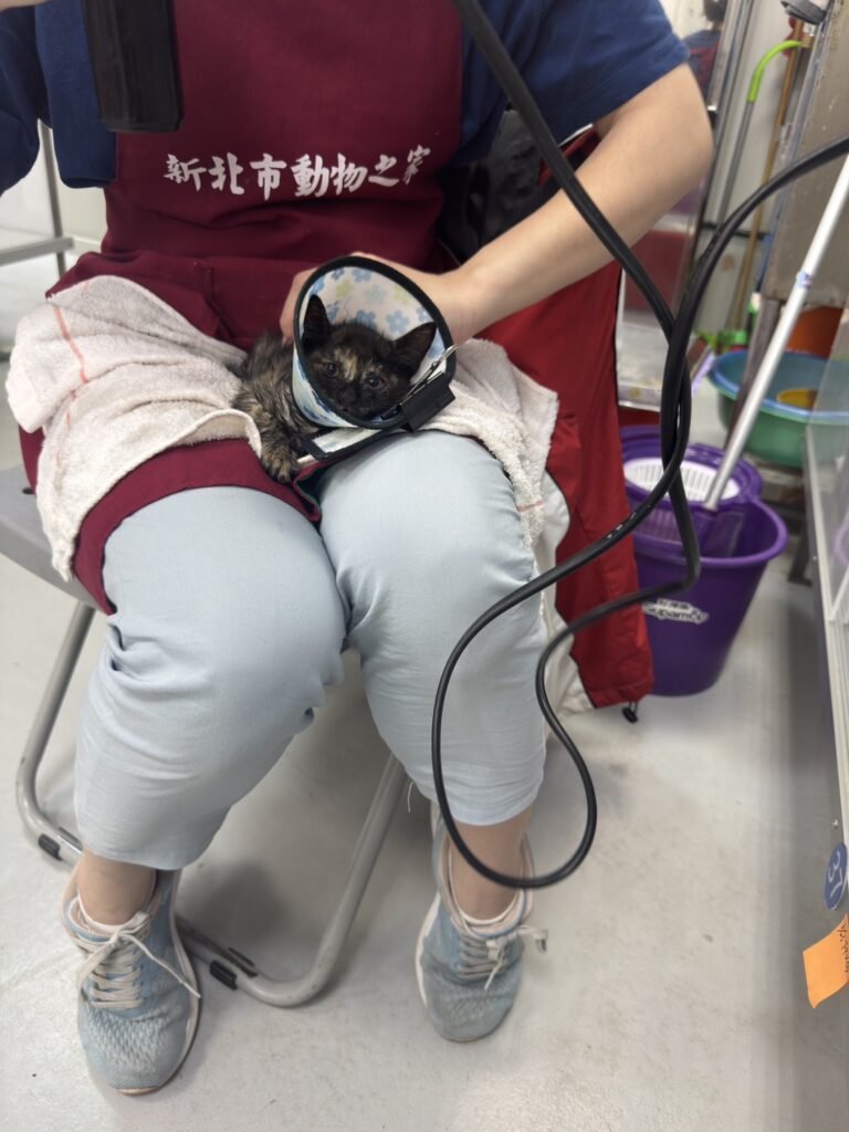 清潔隊掃街車驚聞小貓受困　動保處緊急出動成功救援