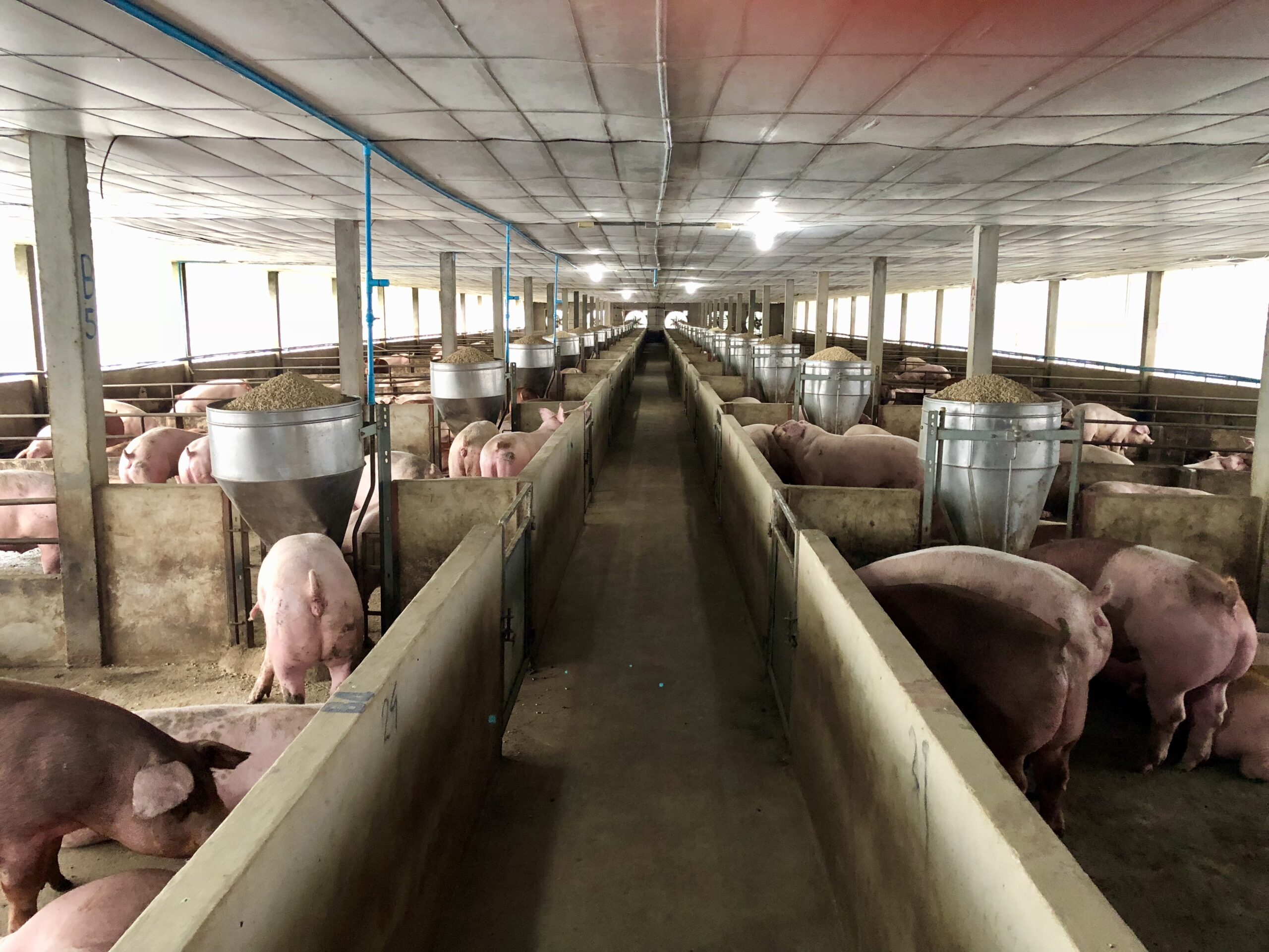 養豬場進駐新屋遭抗議 農業局:暫停施工爭取雙方溝通 pigs row close system pig farm colorful thailand scaled