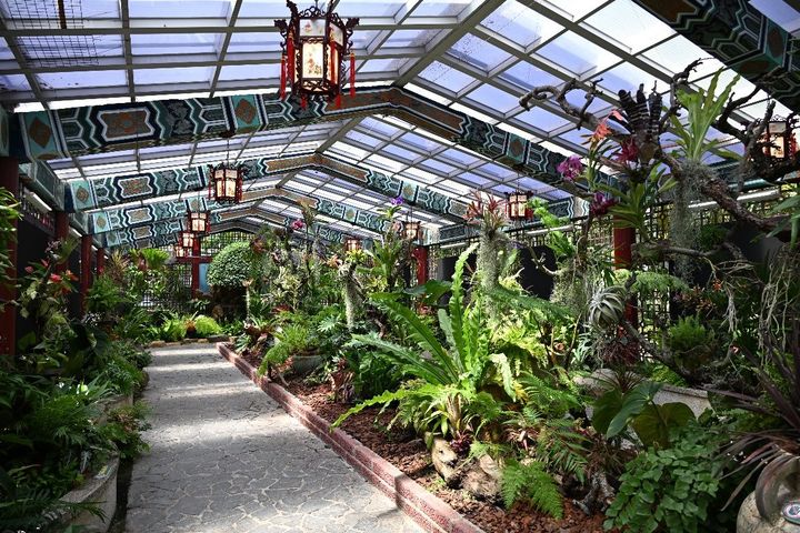 士林官邸雨林植物展 欣賞熱帶生態之美