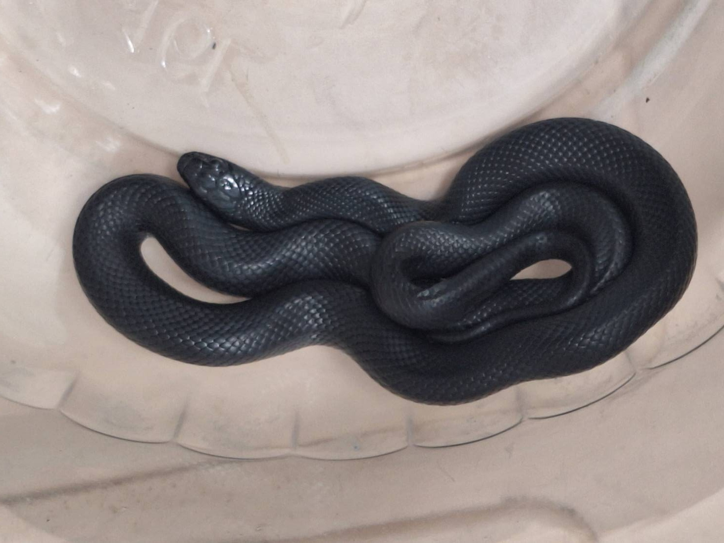 天熱蛇出沒!鹿港住戶驚見「黑嚕嚕」異蛇 竟是無毒黑王蛇 - https://www.watchmedia01.com