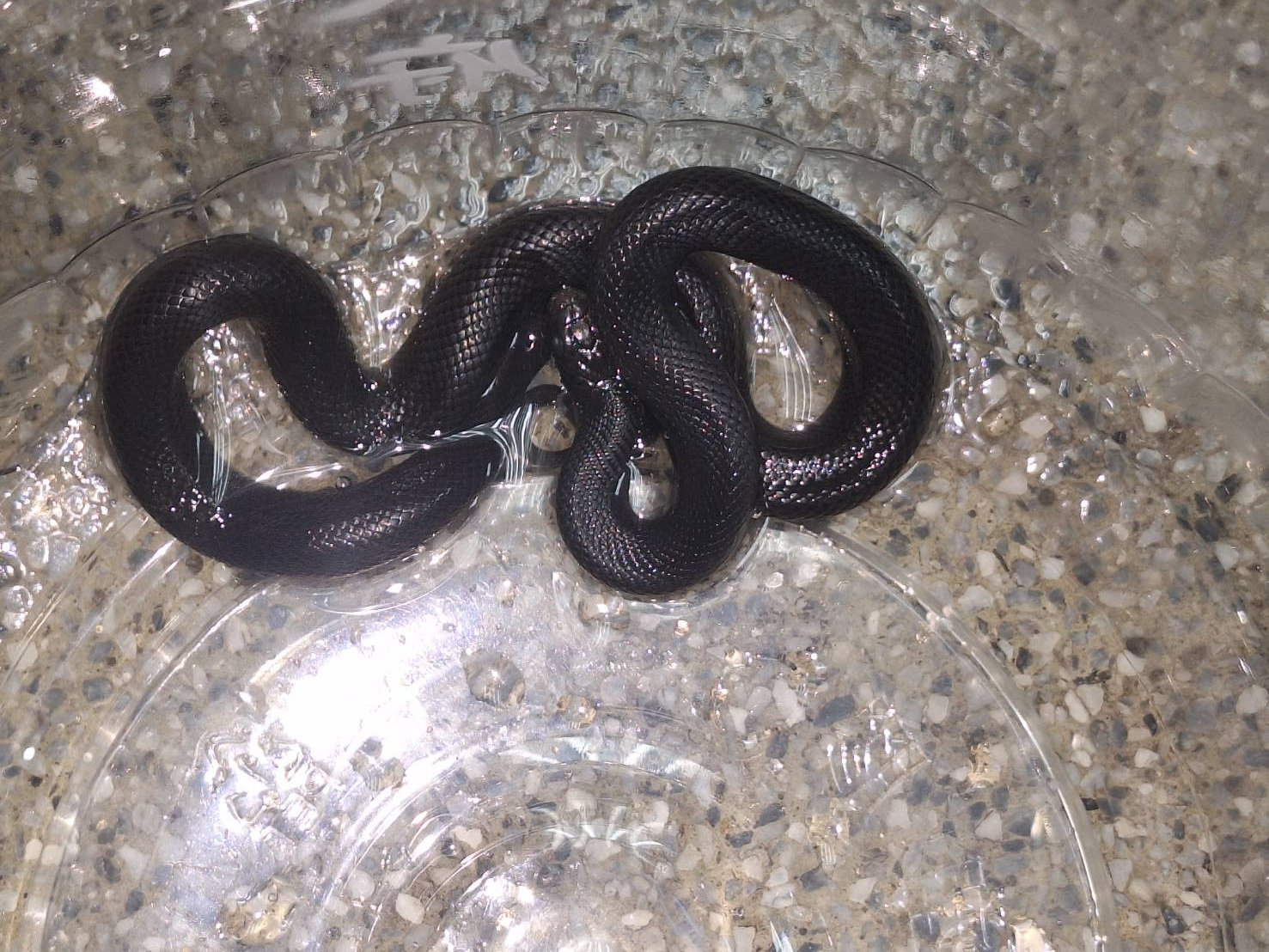 天熱蛇出沒!鹿港住戶驚見「黑嚕嚕」異蛇 竟是無毒黑王蛇 - https://www.watchmedia01.com