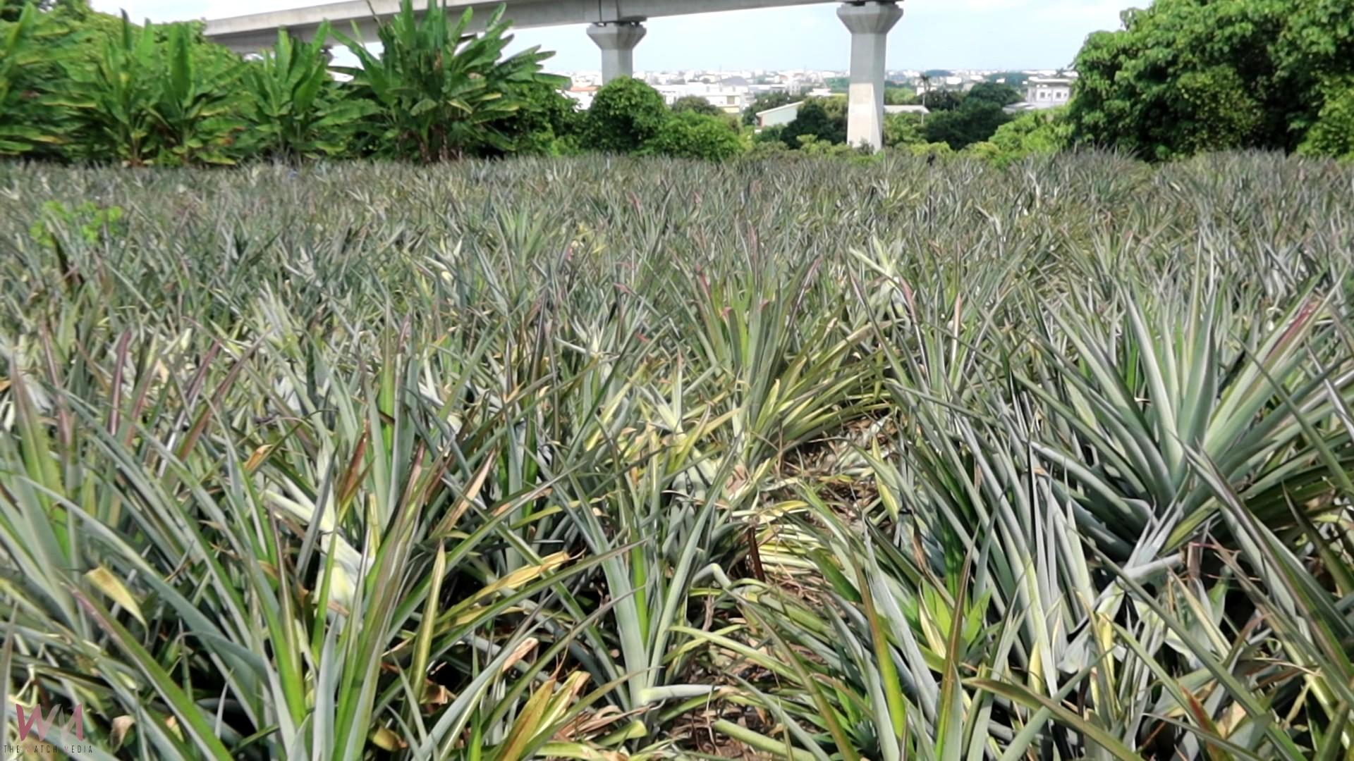 (有影片)/社頭石礫地山腳鳳梨果香濃郁、口感細嫩、食後不傷胃 - https://www.watchmedia01.com