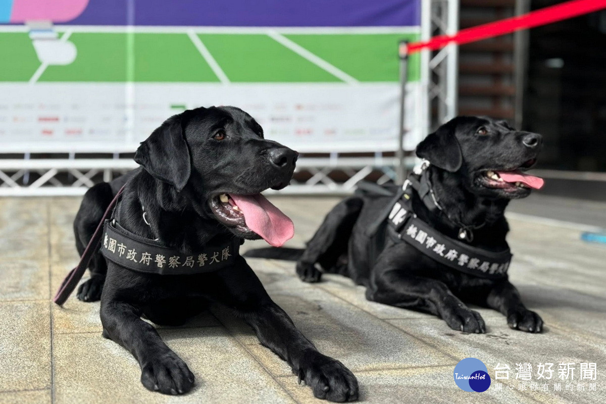 提升公務犬健康福祉與執勤效能,桃市首推「警犬與消防犬健康照護計畫」。