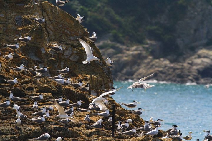 海上看莒光生態賞鷗。 圖:馬祖國家風景區管理處/提供