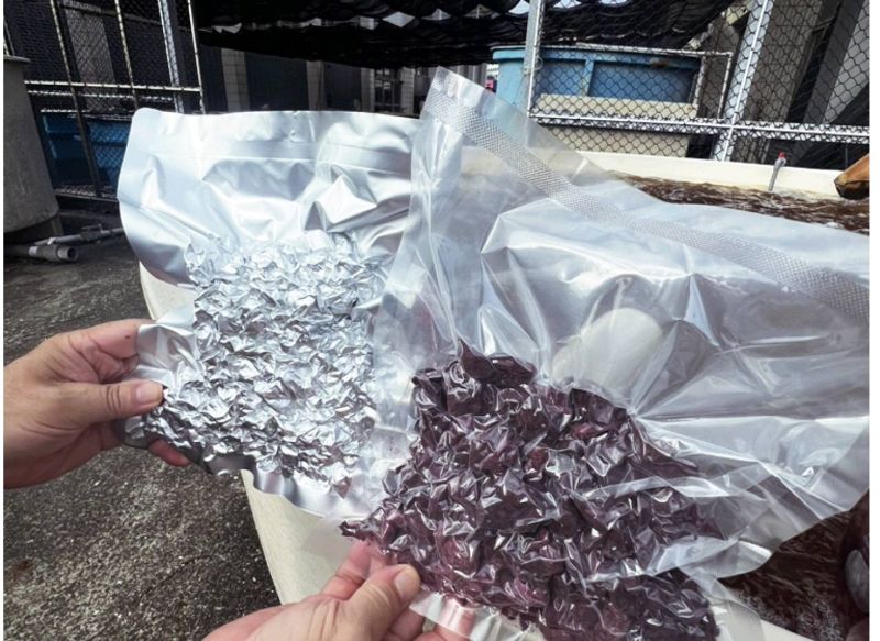 漾新聞｜減甲烷拚淨零！高科大海門冬養殖技術登國際期刊