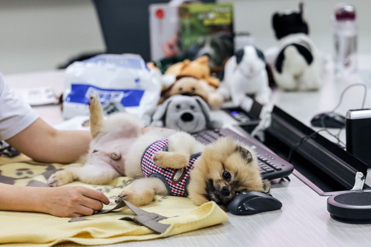 ▲高雄市動物保護處與衛武營國家藝術文化中心於「國際帶狗上班日」前夕，共同舉辦「暖心療癒人寵共學營」，以實際行動落實動物友善與職場療癒雙重價值。