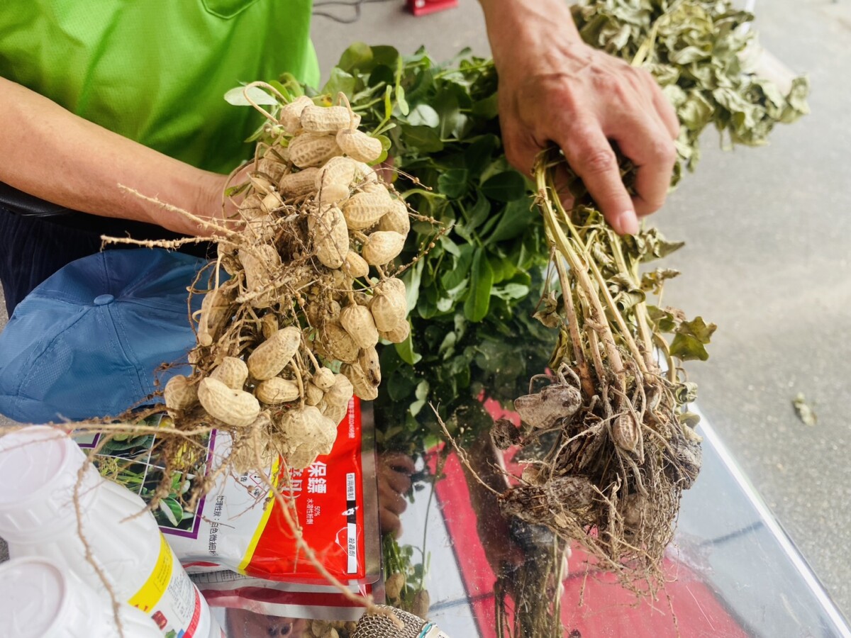 ▲左邊花生使用木黴菌改善種植環境，作物生長更健康。（記者蘇峯毅攝）