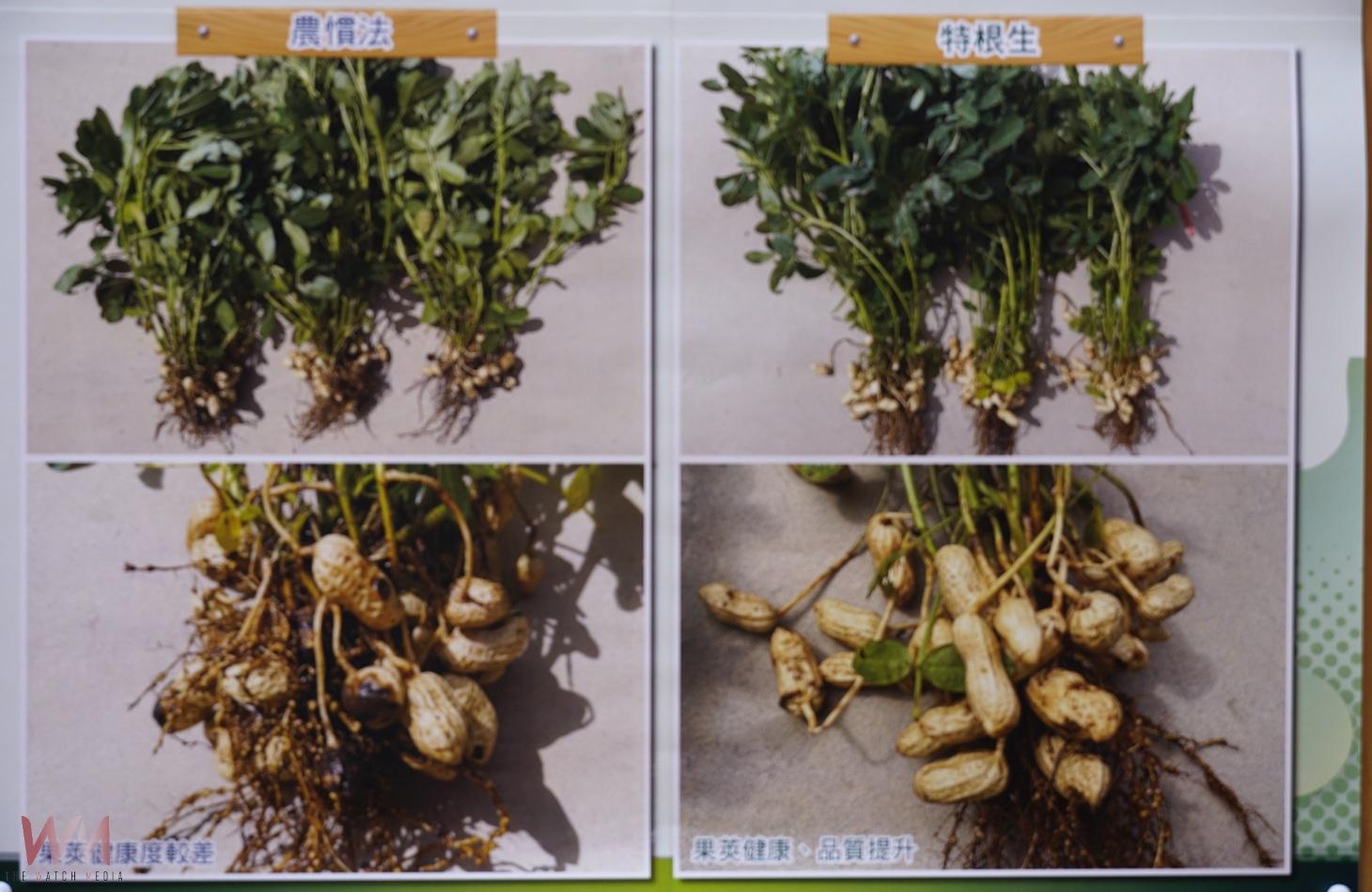 (有影片)/雲林花生觀摩會熱烈登場 木黴菌技術助攻農業永續 - https://www.watchmedia01.com