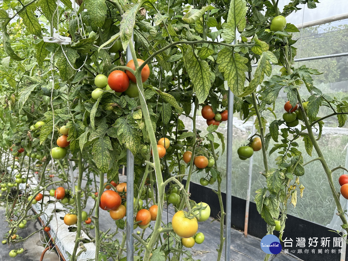 智慧化溫室種植讓牛番茄品質更優。（謝智宇提供）<br /><br /> 