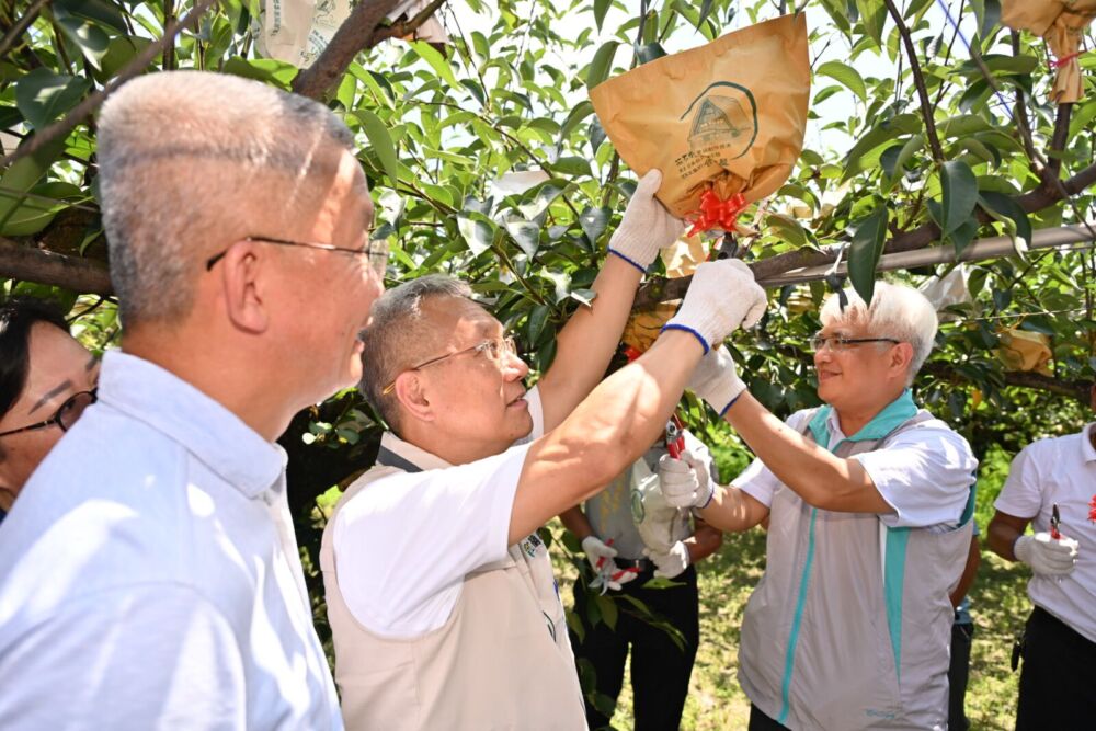 林茂盛力推宜蘭三星上將梨促買氣 邀民眾712體驗採摘 248 林茂盛力推宜蘭三星上將梨促買氣 邀民眾712體驗採摘 247