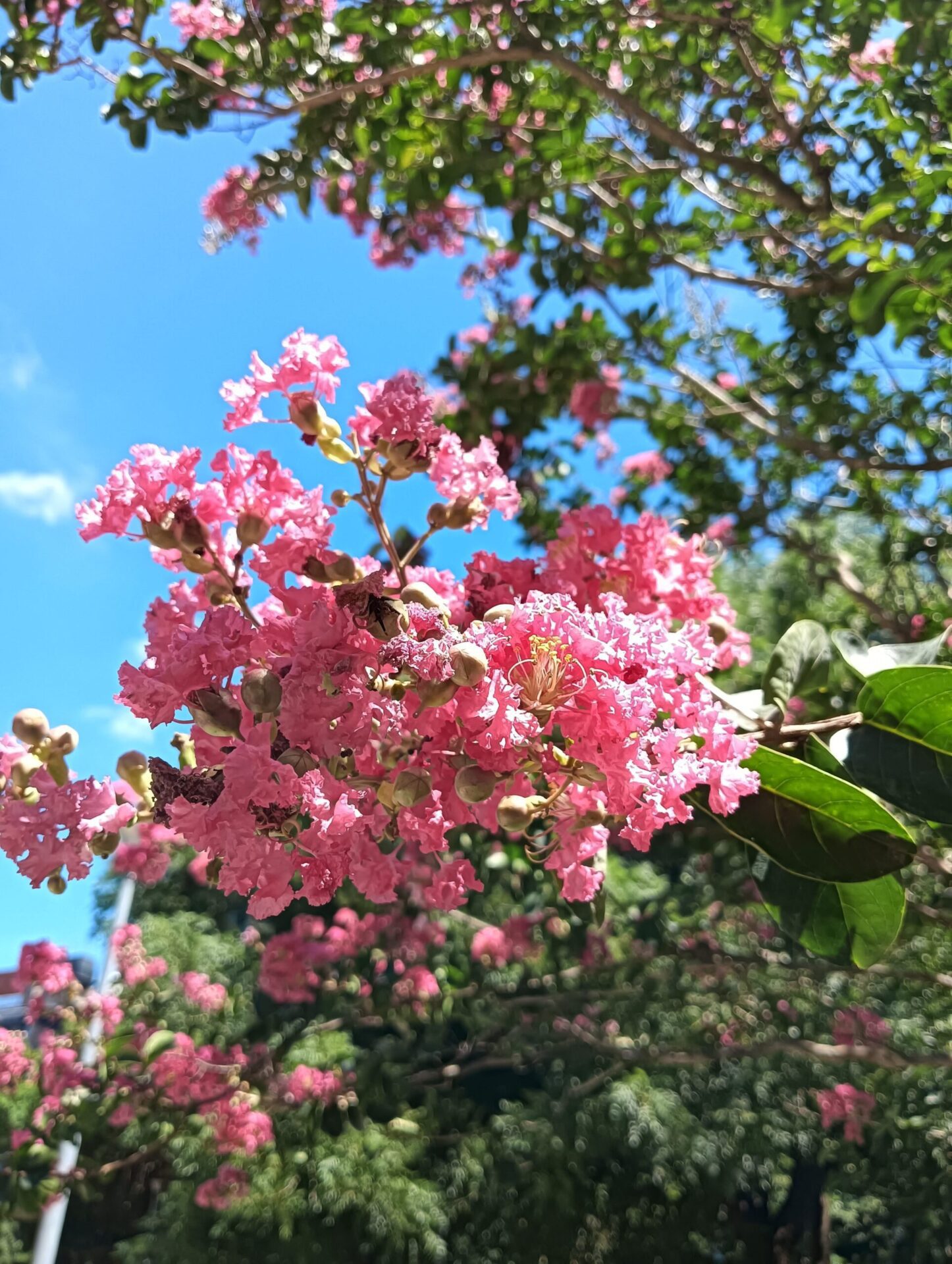紫薇與穗花棋盤腳齊綻放　榮星花園成為市民賞花熱點