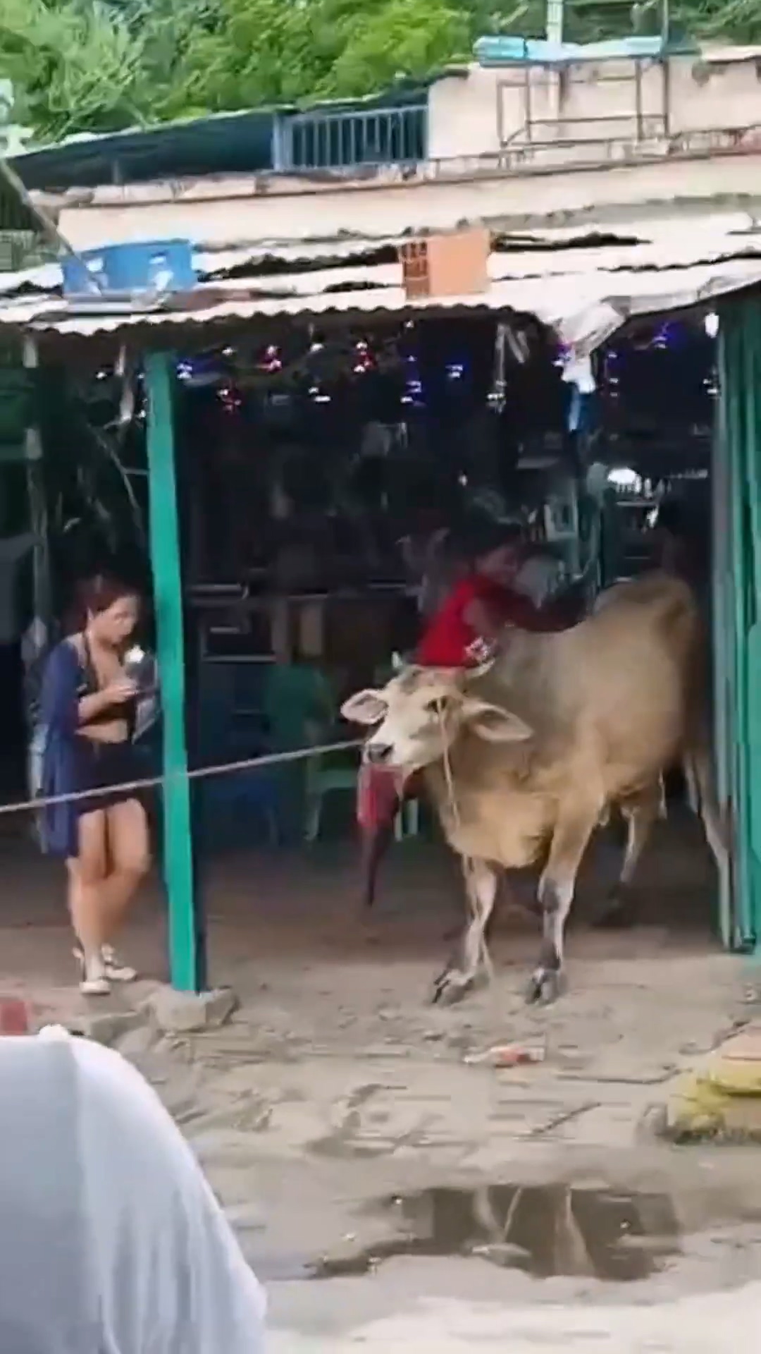 影／牛撞死人！女靠近拉繩疑激怒牠遭攻擊　倒地再被牛角刺擊身亡