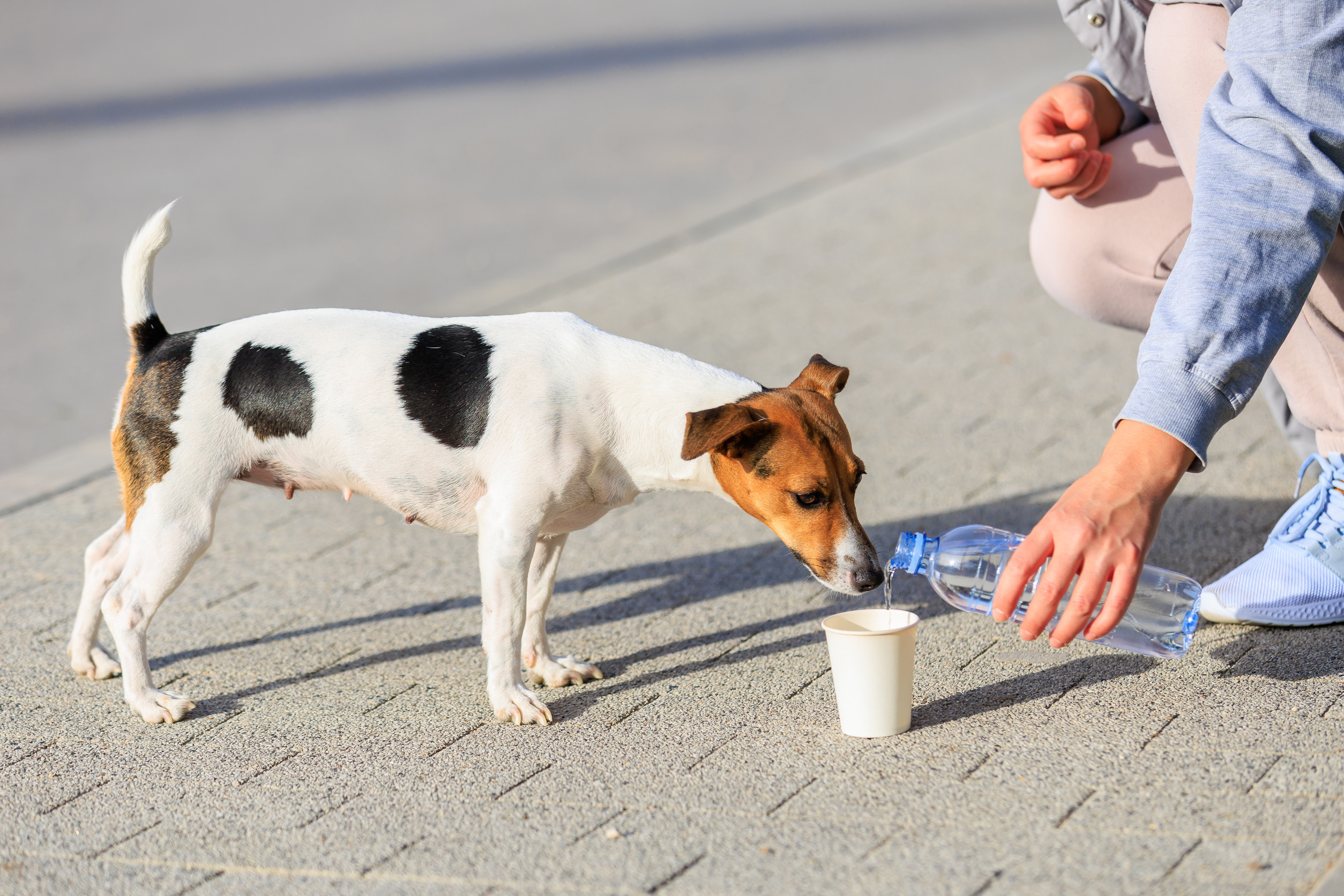 餵食之前先詢問主人是否可以餵食,並選擇適合的食物,這樣才能確保狗狗安全。圖/123RF圖庫