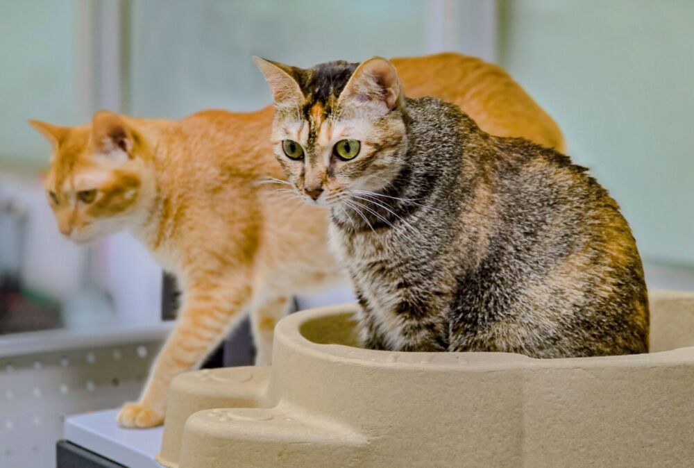 新政策上路!寵物貓需植入晶片 花蓮縣府:未依規最高裁罰1萬5 202 新政策上路!寵物貓需植入晶片 花蓮縣府:未依規最高裁罰1萬5 201