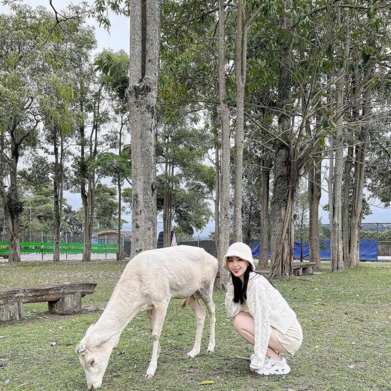 台東景點:原來鹿野還可以這樣玩!台版小奈良、特產紅烏龍讓你愛上不一樣的鹿野