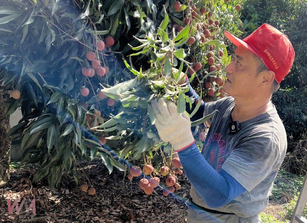 減產更需加強宣傳!霧農大叔教如何吃荔枝不上火 瀏覽人次3天破200萬 - https://www.watchmedia01.com