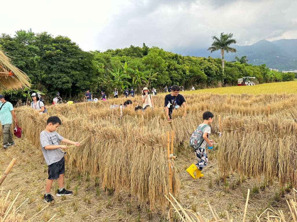 ▲北投割稻趣~割稻體驗。