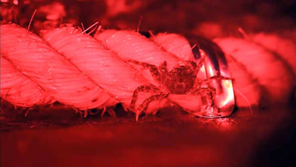▲水利局預先在碧潭堰魚道架設麻繩,民眾有機會在魚道觀景窗觀察到毛蟹爬繩。
