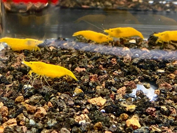 屏東金牌觀賞魚驚艷登場 暑期最強親子生態展演在屏東農業物產館