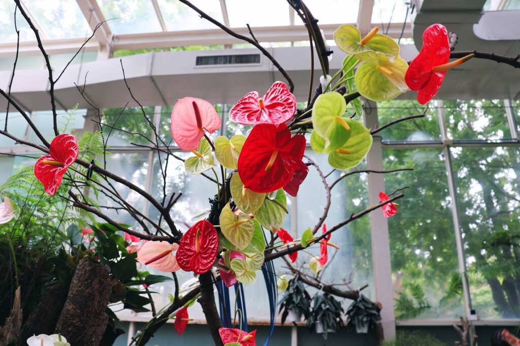 ▲展場中鮮紅、粉紅、白、紫等繽紛火鶴花與翠綠葉片錯落其中,彷彿熱帶雨林中的精靈正輕聲呢喃、隨風舞動。(國立自然科學博物館提供)