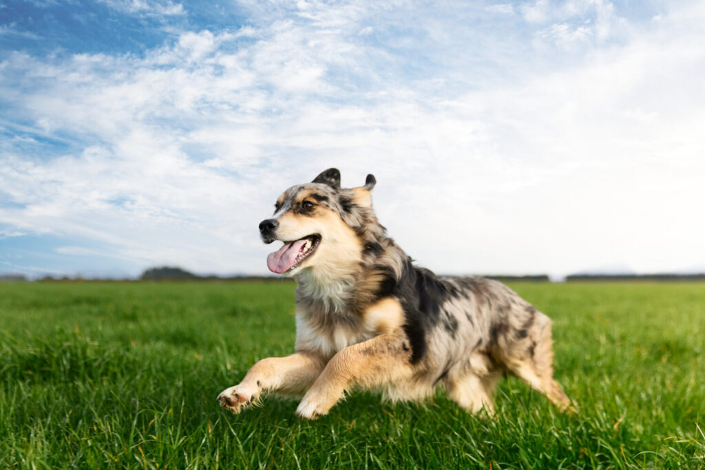 道格 Dog Years 嚴格把關產品的品質、安全性及純淨度。(台灣道格 Dog Years 提供)