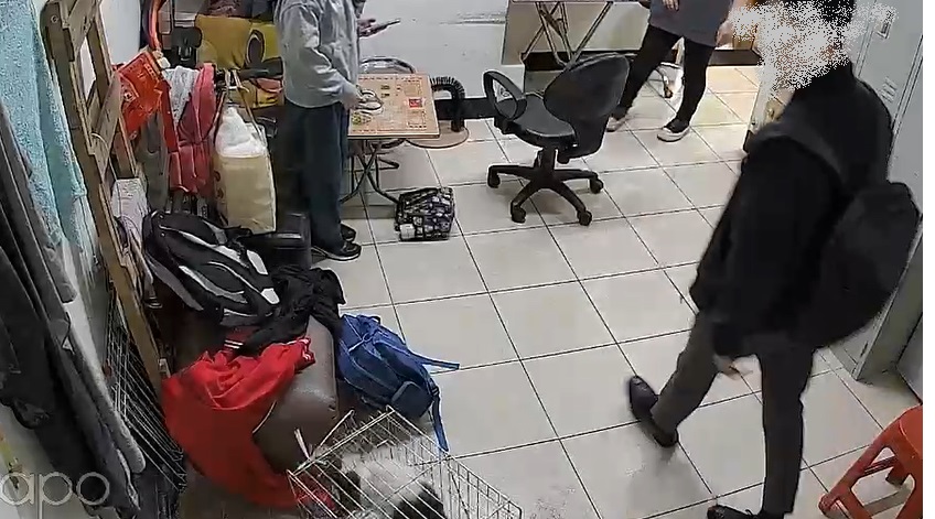 路人遭店貓攻擊 男友出氣暴力反擊致貓受傷！新北動保處重罰15,000元罰鍰