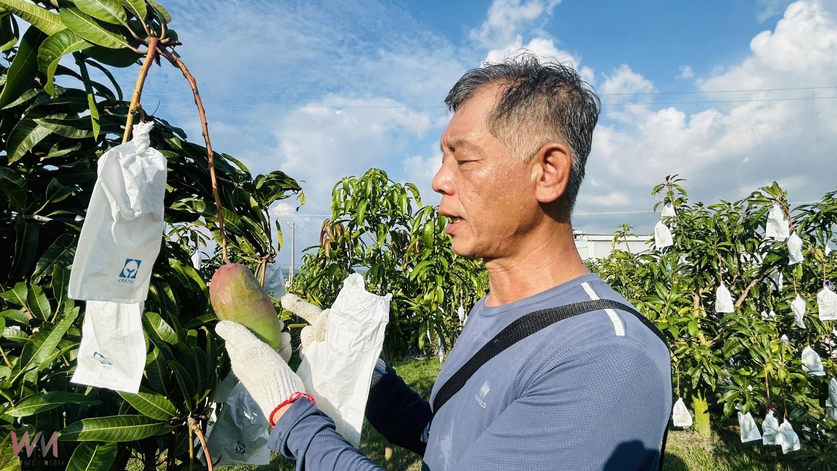 以師鐸獎的精神拚現代農業 精誠中學校長游源忠產出優質芒果 - https://www.watchmedia01.com