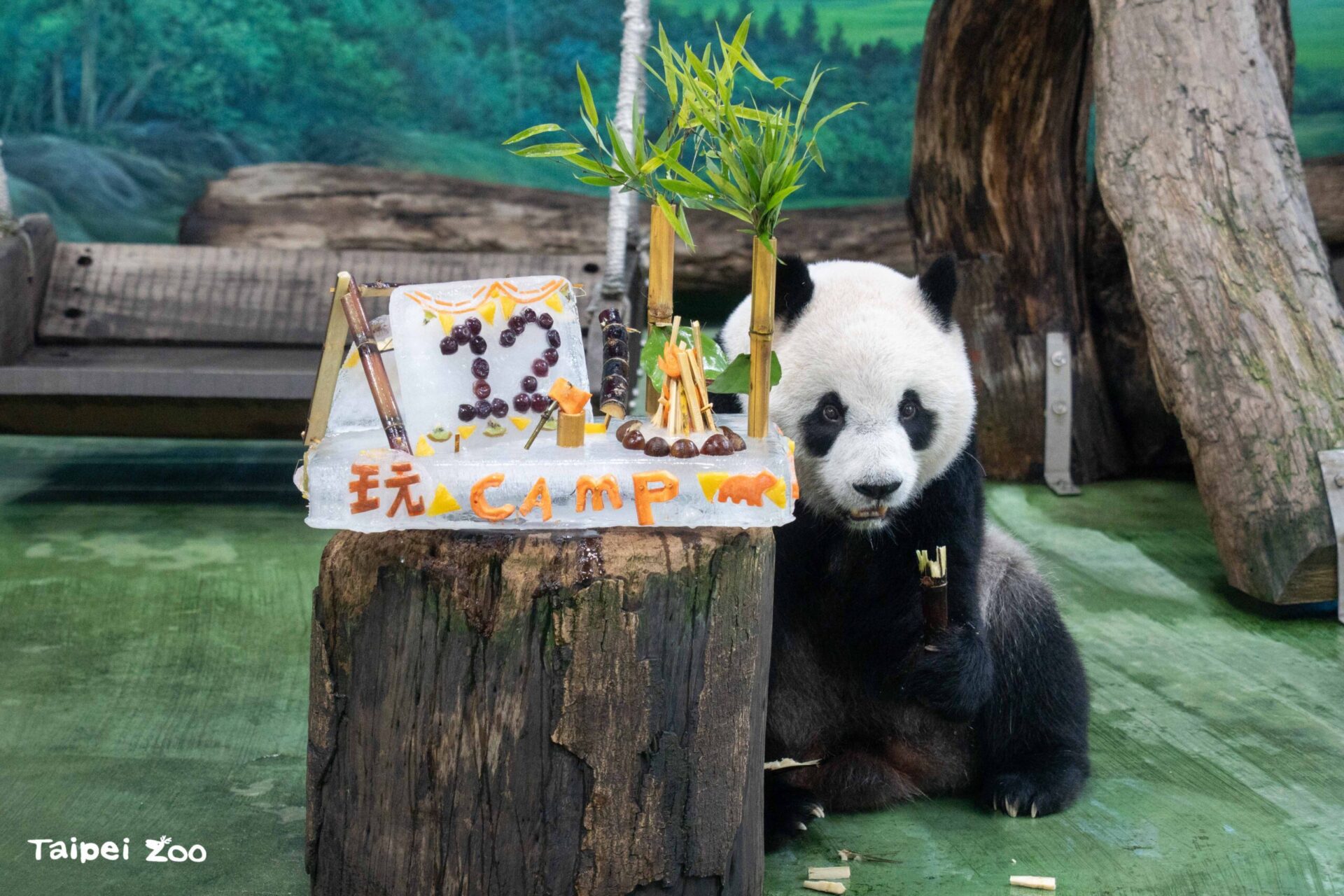 「圓仔」12歲生日快樂！動物園獻上露營主題冰蛋糕慶生