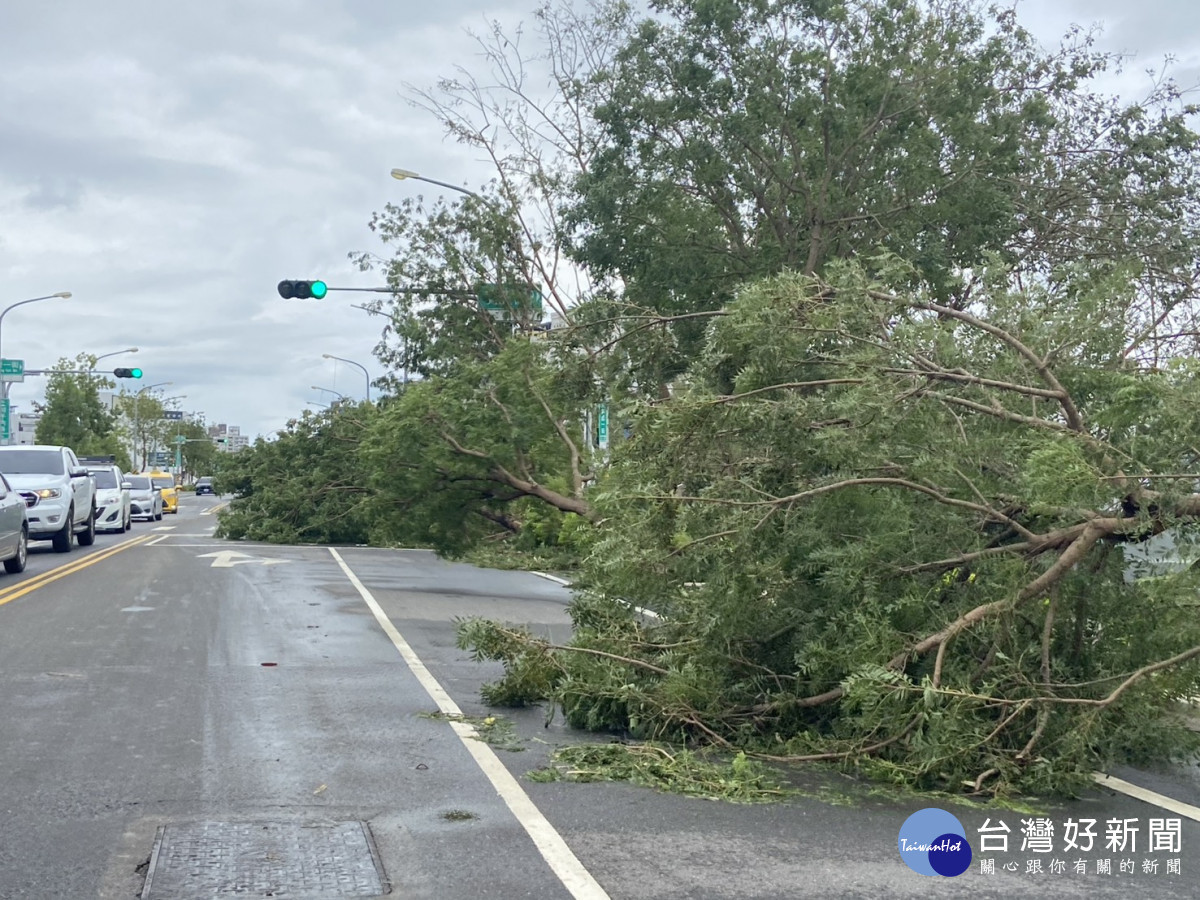 湖子內路路樹嚴重倒伏/林詩涵攝影