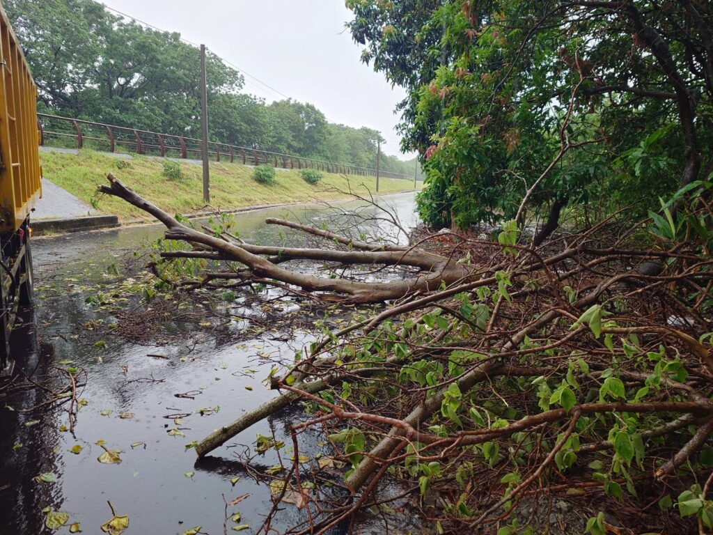 丹娜絲颱風災後 中市府跨局處動員全力恢復市容 1 環保局清理道路樹木斷枝