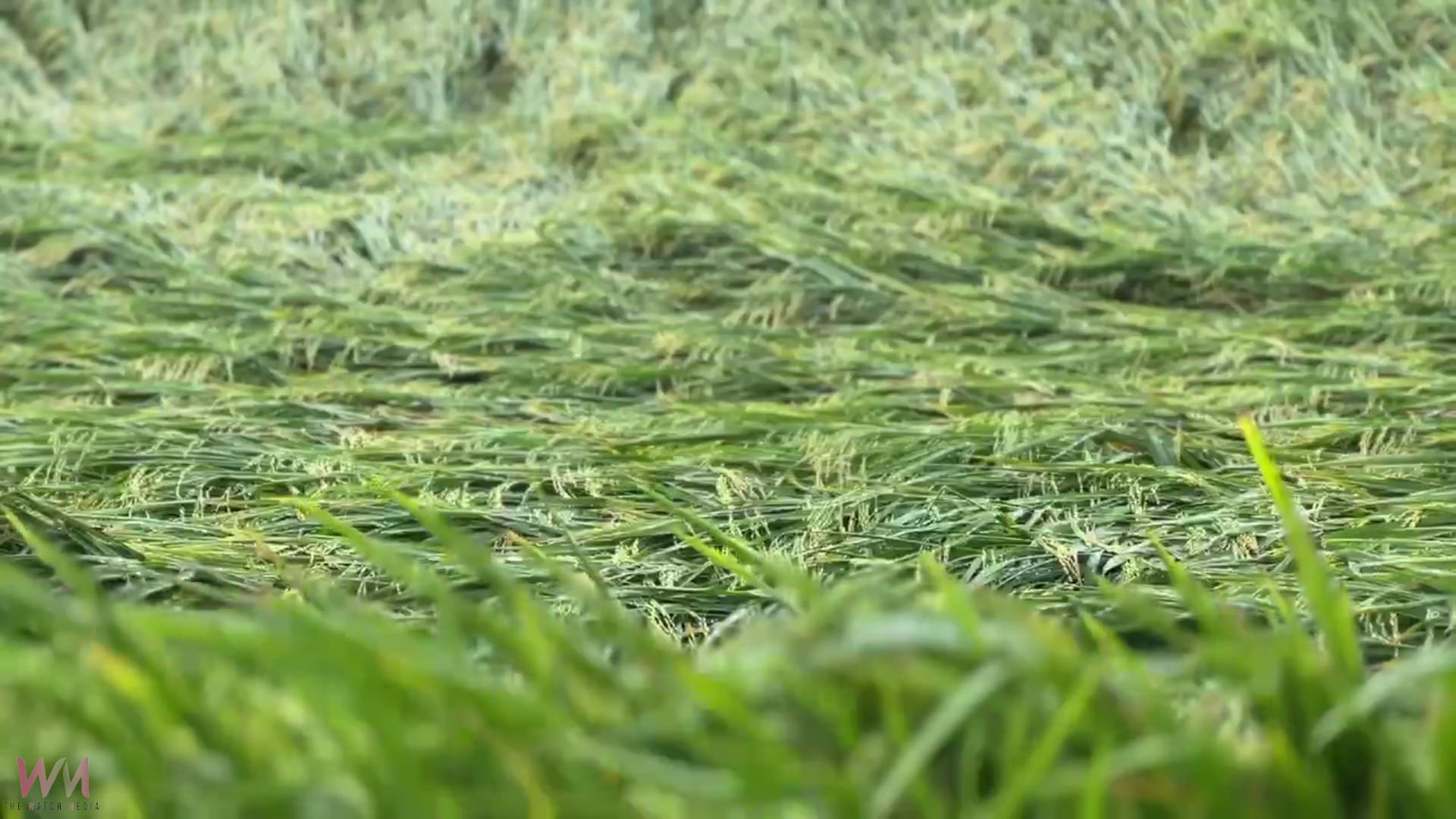 (有影片)/丹娜絲颱風掃過 埔鹽稻作倒伏嚴重 農民搶收無門陷雙輸困境 - https://www.watchmedia01.com