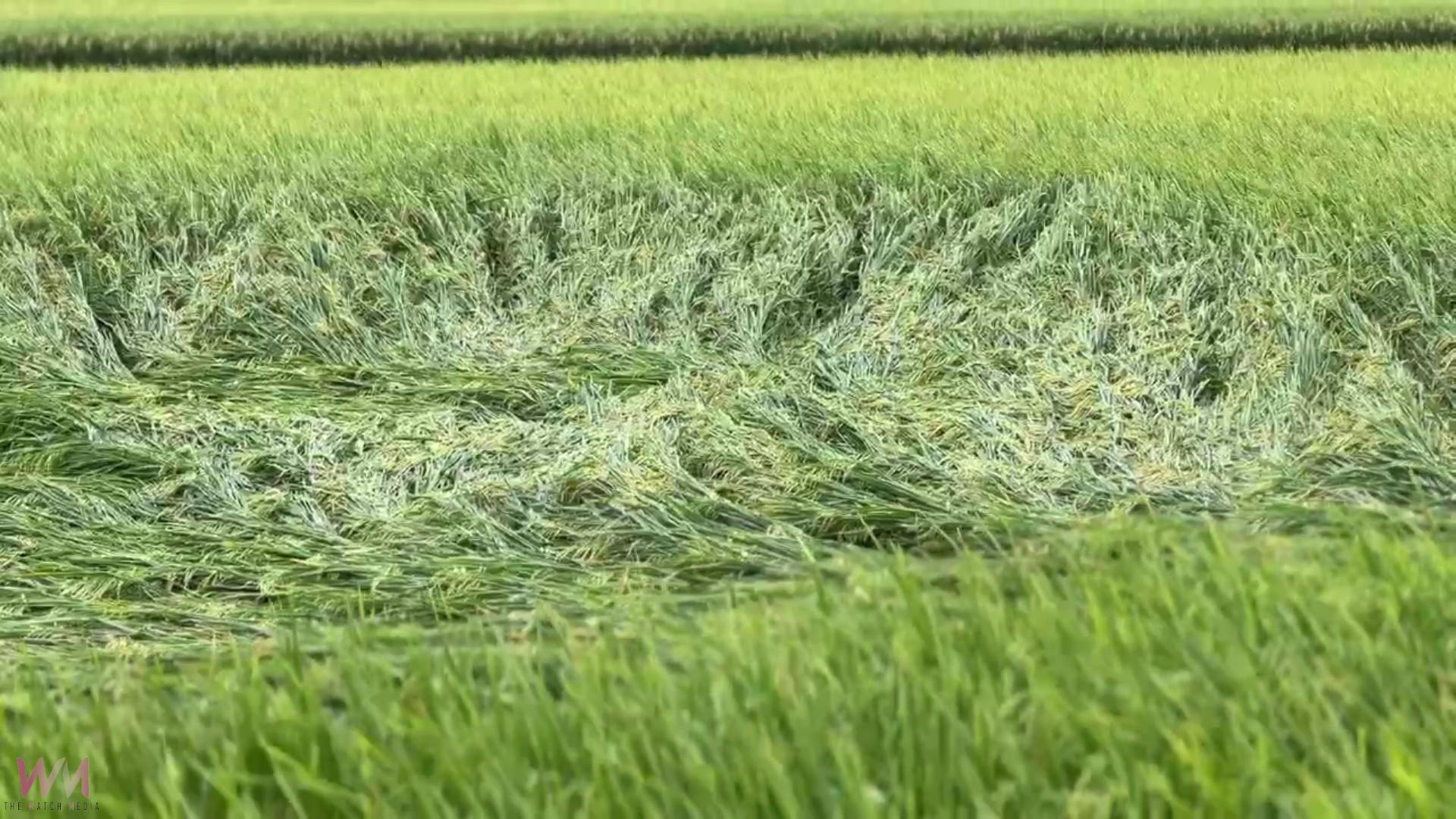 (有影片)/丹娜絲颱風掃過 埔鹽稻作倒伏嚴重 農民搶收無門陷雙輸困境 - https://www.watchmedia01.com