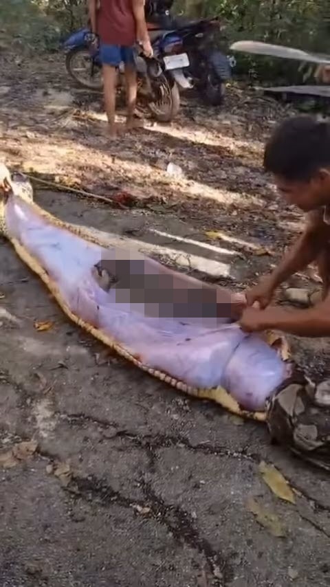 影／蟒蛇吞人！63歲男上山耕作失蹤1天　村民剖開8公尺巨蟒肚子驚見遺體