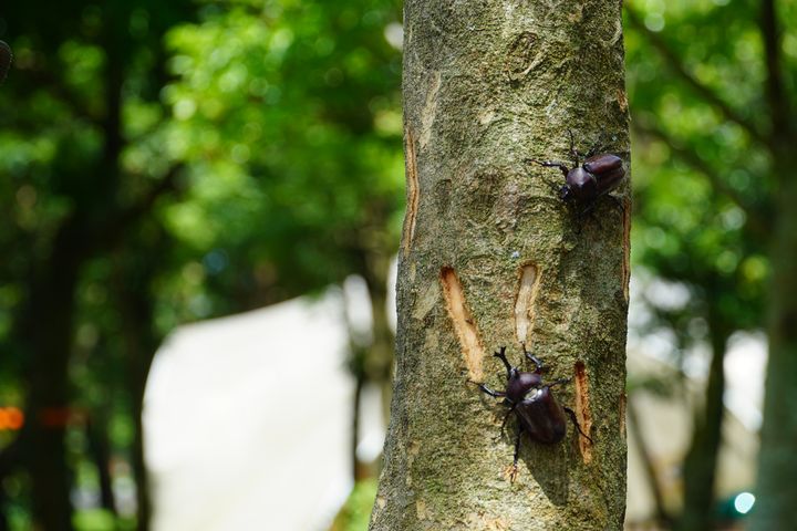 「來吧,蛹者!獨角仙森林走繪」今夏最夢幻的昆蟲冒險