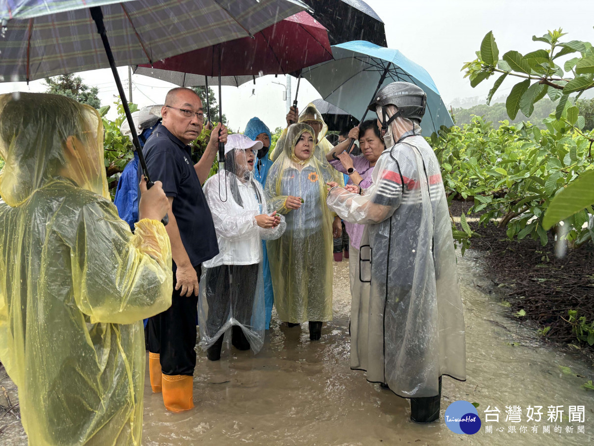 雲林縣長張麗善會勘古坑番石榴農損情形／翻攝照片