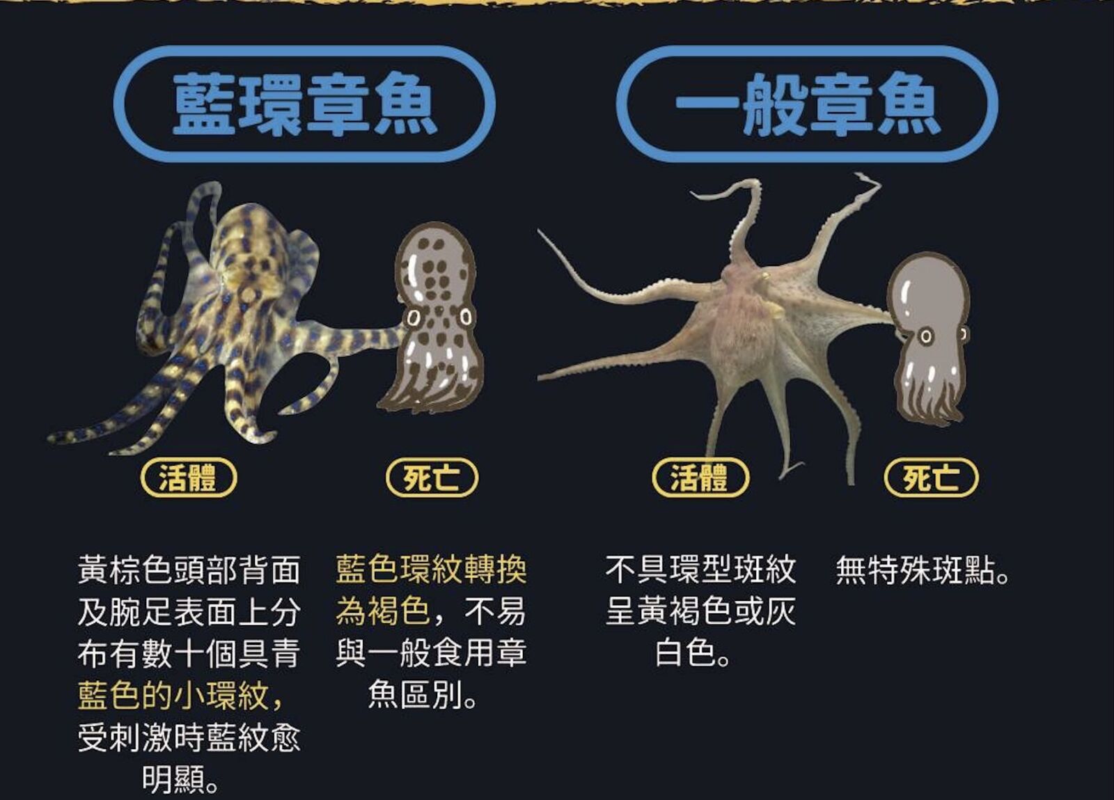 藍環章魚近年變多「台海第一毒」! 專家曝保命關鍵24小時 240 藍環章魚近年變多「台海第一毒」! 專家曝保命關鍵24小時 239